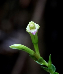 Psilochilus macrophyllus