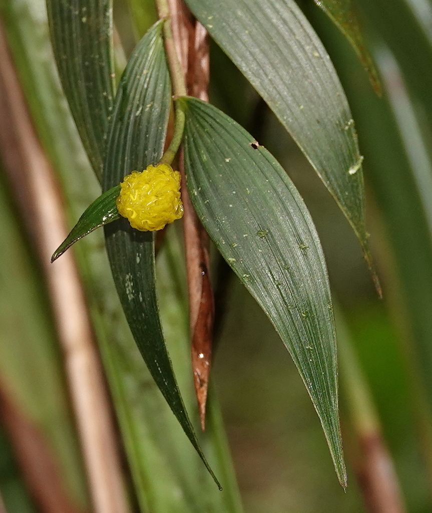 Elleanthus aureus