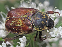 Hoplia argentea