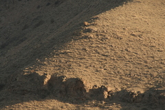 Ovis gmelini gmelini