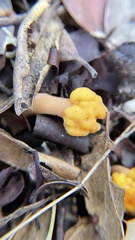 Cudonia spathulata