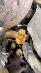 Cudonia spathulata