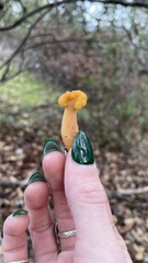 Cudonia spathulata