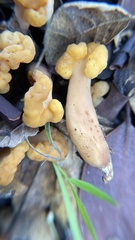 Cudonia spathulata