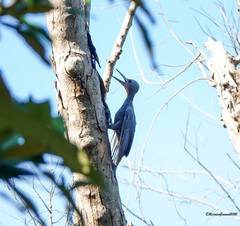 Mulleripicus pulverulentus