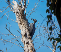 Mulleripicus pulverulentus