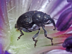 Zacladus geranii