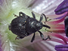 Zacladus geranii