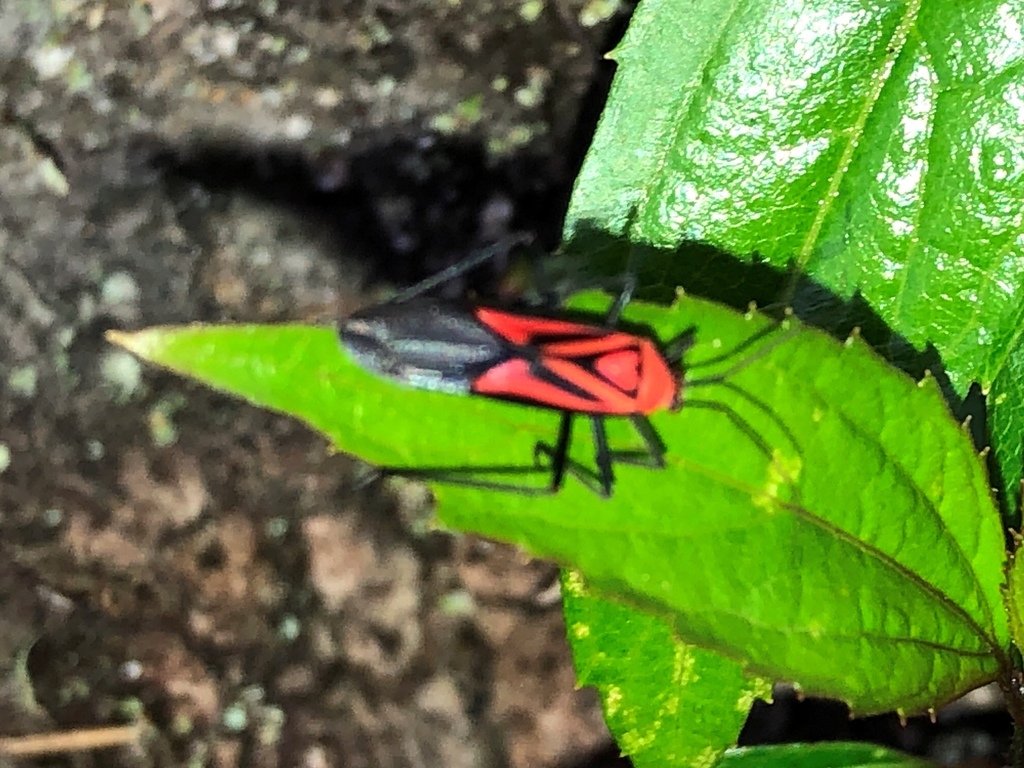 Resthenia rubra