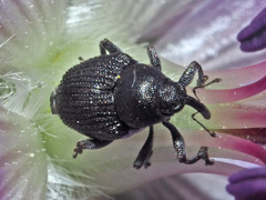 Zacladus geranii