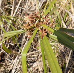 Cyperus textilis