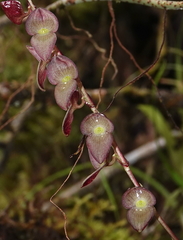 Stelis purpurea