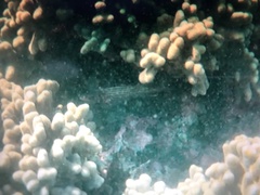 Neoniphon sammara