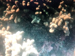 Neoniphon sammara
