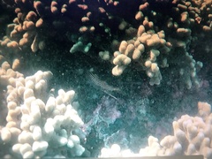 Neoniphon sammara