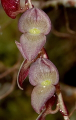 Stelis purpurea