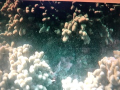 Neoniphon sammara