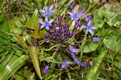 Scilla peruviana