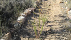 Ursinia punctata