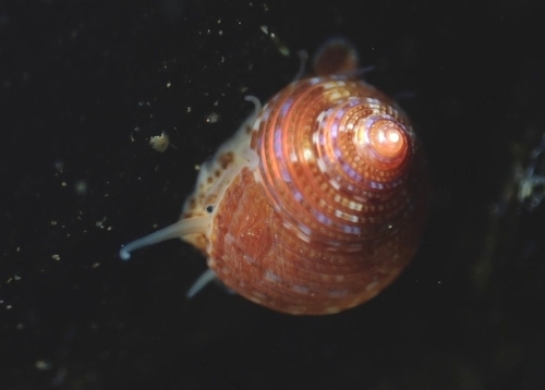 Calliostoma supragranosum P.P.Carpenter, 1864