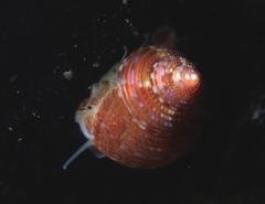 Calliostoma supragranosum