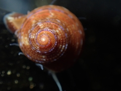 Calliostoma supragranosum