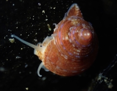 Calliostoma supragranosum