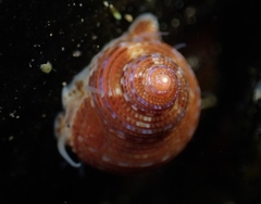 Calliostoma supragranosum