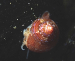 Calliostoma supragranosum
