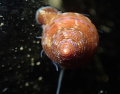 Calliostoma supragranosum
