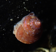 Calliostoma supragranosum
