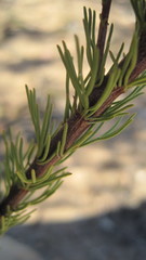 Ursinia punctata