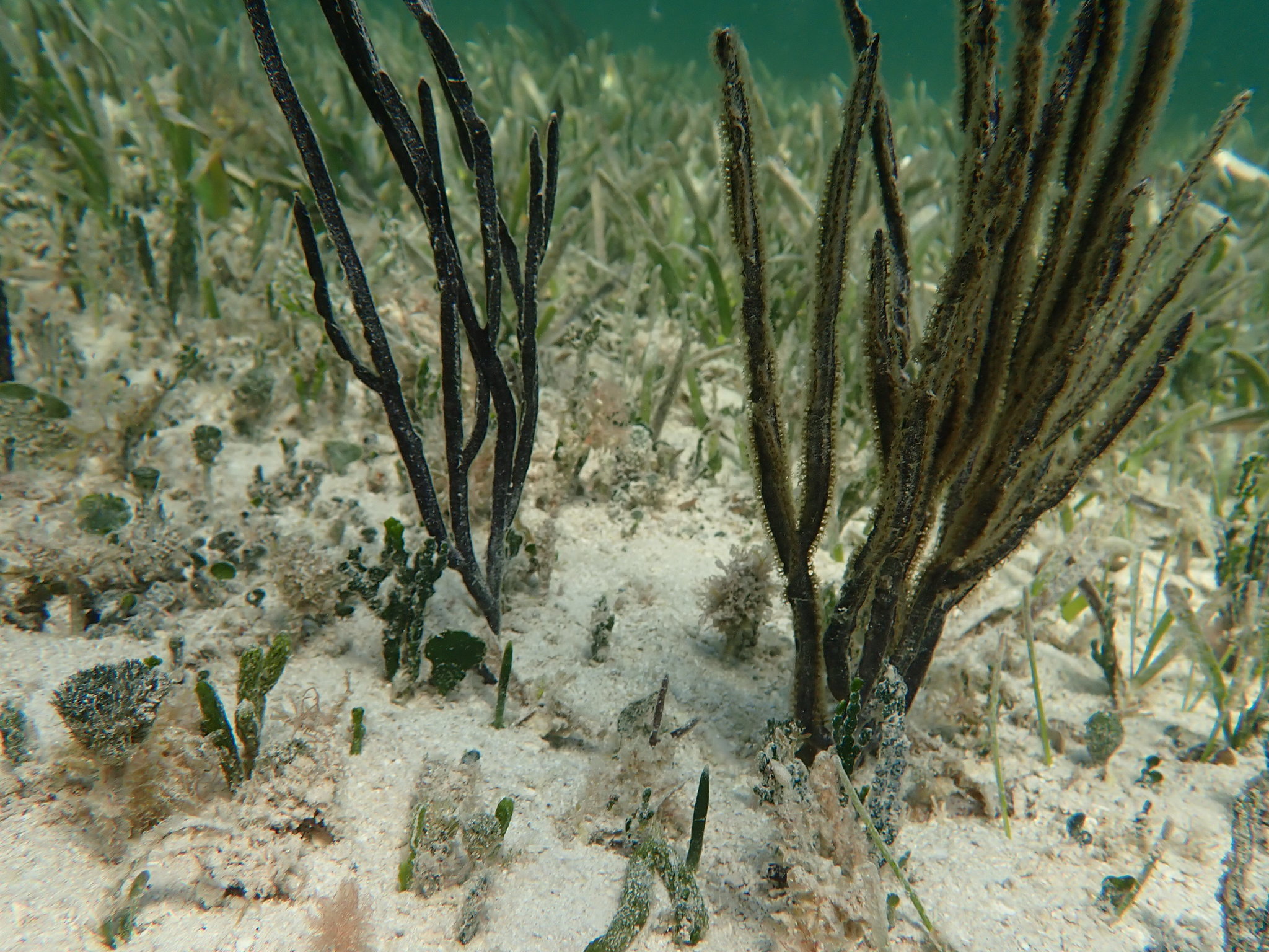 Pterogorgia anceps (Pallas, 1766)