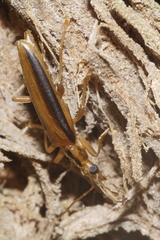 Thelyphassa lineata