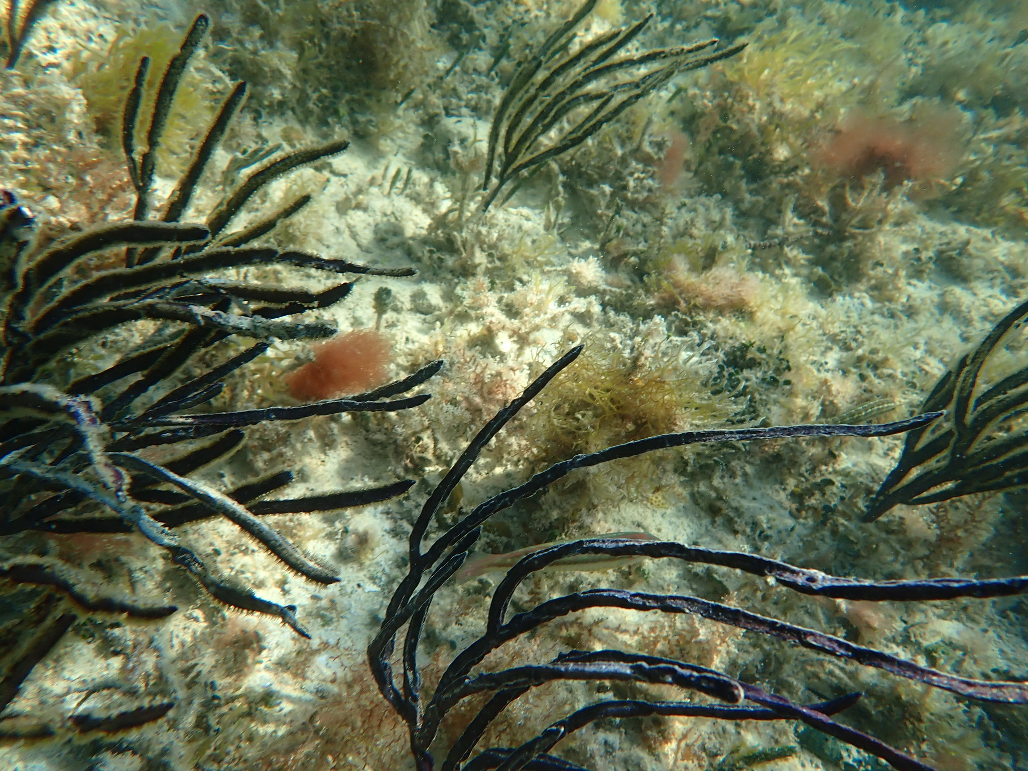 Pterogorgia anceps (Pallas, 1766)