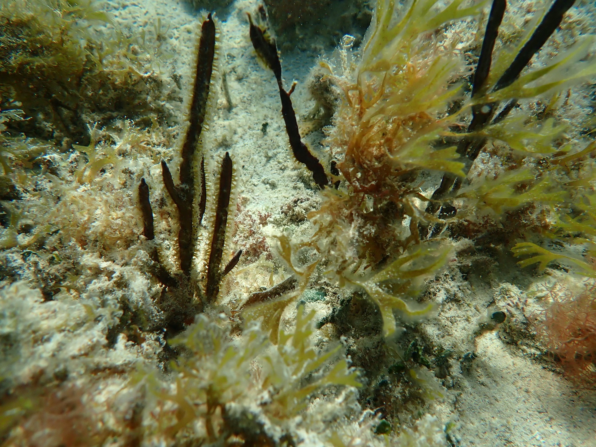 Pterogorgia anceps (Pallas, 1766)
