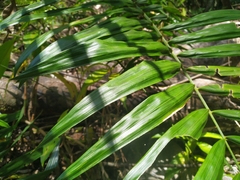 Calamus australis