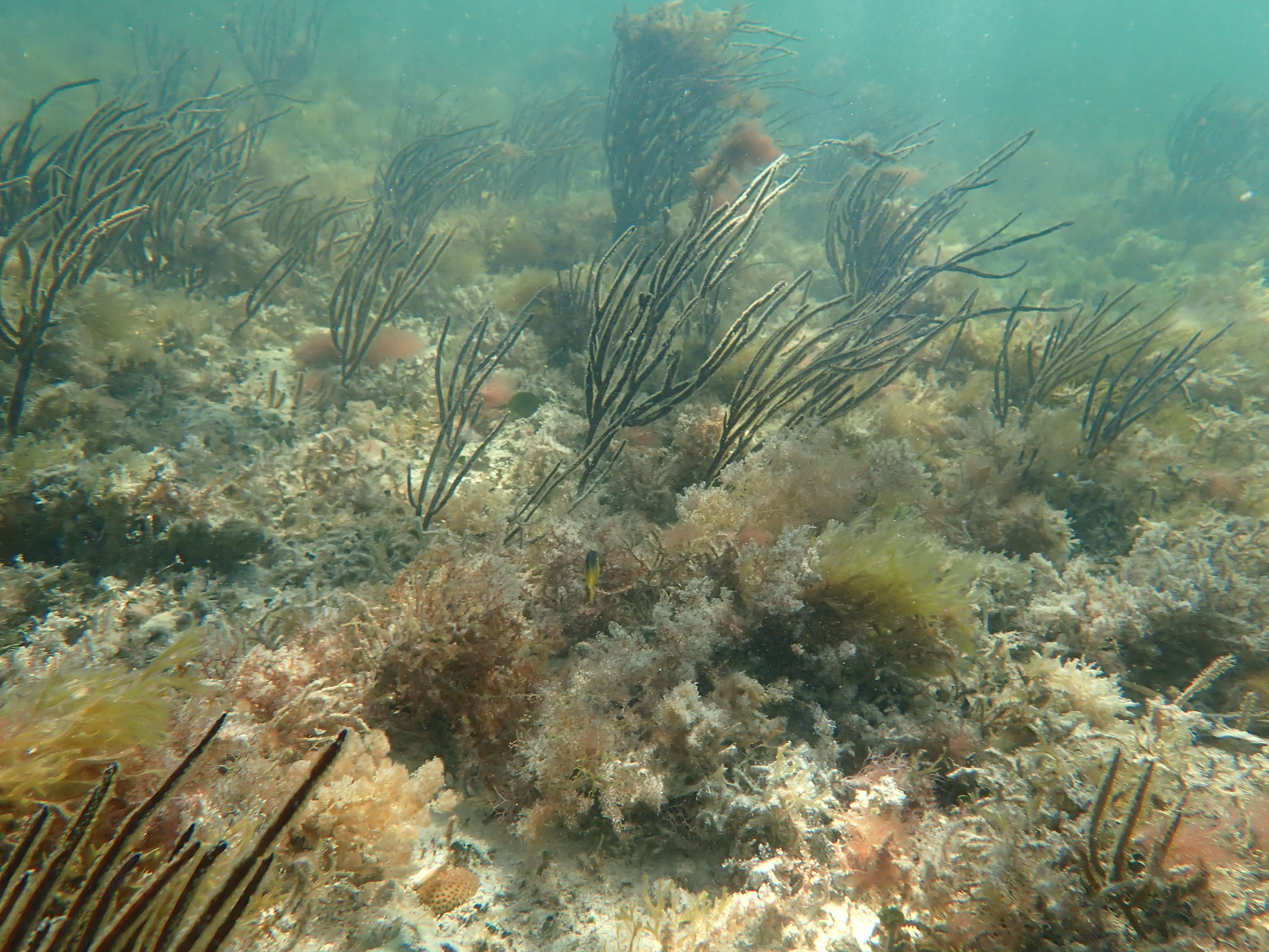 Pterogorgia anceps (Pallas, 1766)
