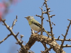 Apalis flavida
