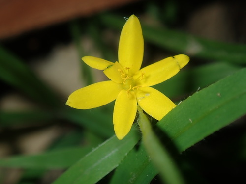 Image of Golden Weather-Grass (Hypoxis hygrometrica) by (c) Thomas Mesaglio, some rights reserved (CC BY)