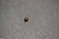 Dicranosterna semipunctata