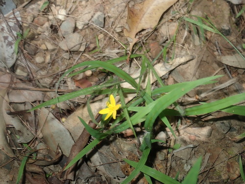 Image of Golden Weather-Grass (Hypoxis hygrometrica) by (c) Thomas Mesaglio, some rights reserved (CC BY)