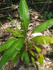 Musa banksii