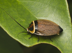 Ellipsidion reticulatum