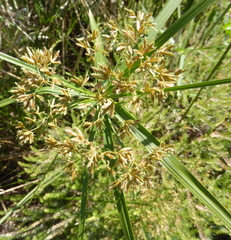 Cyperus textilis