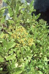 Brachyglottis perdicioides