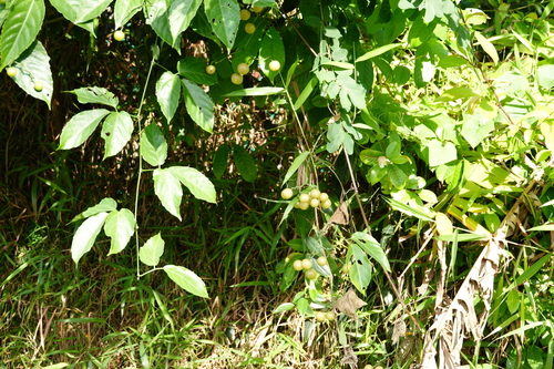 Cayratia mollissima, photograph 3