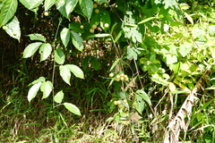 Cayratia mollissima, photograph (c) Cheongweei Gan, some rights reserved (CC BY)