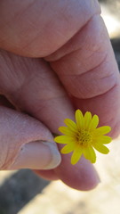 Ursinia punctata