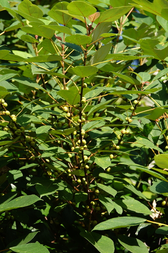 Image of Ficus grossularioides by (c) Cheongweei Gan, some rights reserved (CC BY)